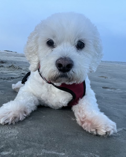 Brodie, Office Manager